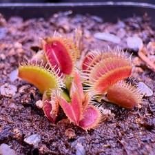 Kronos giant variety for sale  Portland