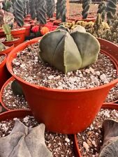 Cactus astrophytum myriostigma for sale  Fallbrook