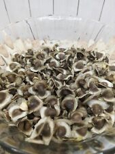 100 fresh moringa for sale  Orlando
