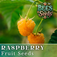 Charm raspberry seeds for sale  Meridian