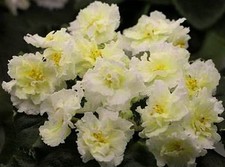 African violet plant for sale  Temple