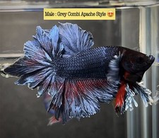 Live betta fish for sale  Philadelphia