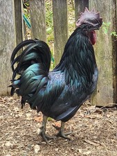 wyandotte laying hens for sale wyandotte laying hens for sale Ashaway