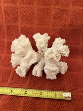 Colonial branching coral for sale  Mobile