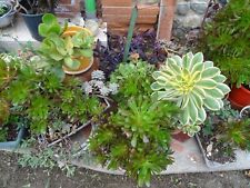 Lot rares plante d'occasion  Saint-Cyprien