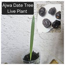 Date tree seedlings for sale  Anaheim