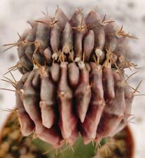 Gymnocalycium anisitsii ssp. usato  Lecce