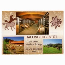 Haflinger pferde haflingergest gebraucht kaufen  Backnang