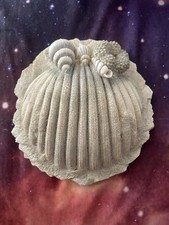 Seashell sea shell for sale  Ontario