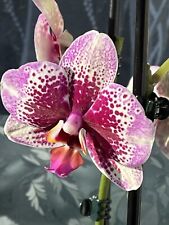 Rchidee phalaenopsis dream gebraucht kaufen  Bremen