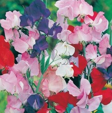 sweet pea plug plants for sale sweet pea plug plants for sale CONSETT