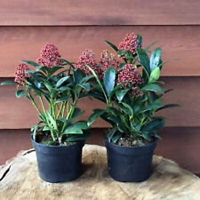 Skimmia japonica japanische gebraucht kaufen  Mönchengladbach