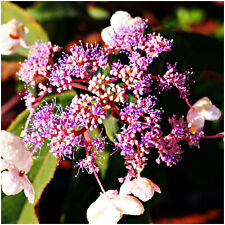 Hydrangea aspera hot for sale  NEWTOWNARDS