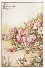 Flower fairies convolvulus for sale  MOLD