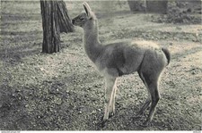 Animaux lamas parc d'occasion  Fruges