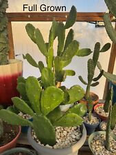 Prickly pear cactus for sale  Syracuse
