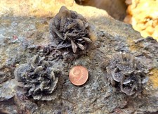 Mineralien gips wansleben gebraucht kaufen  Sundern (Sauerland)