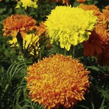 African marigold fantastic for sale  SALISBURY