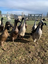 Runner ducks active for sale  Florence