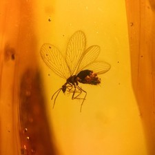 Mantisfly burmese burmite for sale  GILLINGHAM