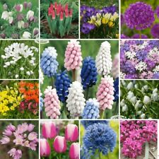 Crocus ixia muscari for sale  MELTON MOWBRAY