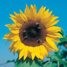 Sunflower giant single for sale  UK