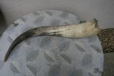 Longhorn horn cowboy gebraucht kaufen  Johanniskirchen