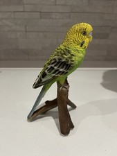 Budgie budgerigar green for sale  ABERTILLERY