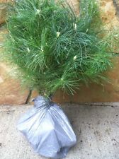 Wedding favors live for sale  Blairsville
