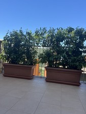 Piante siepe usato  Pietra Ligure