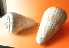 Coquillages conus pulcher d'occasion  Saint-Jory