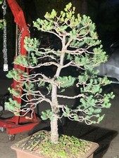 Pinus pinea stone for sale  Chino Hills