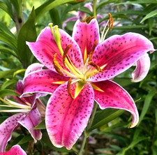 Pink lily flowers for sale  Manitowoc