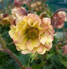 Geum petticoats peach for sale  STOKE-ON-TRENT