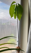 Avocado tree live for sale  Clearwater