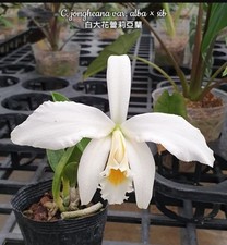 Cattleya jongheana var. for sale  SHREWSBURY