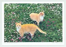 Katze blumenwiese 7 gebraucht kaufen  Menden (Sauerland)