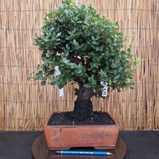 Bonsai quercia sughero usato Bonsai quercia sughero usato  Cornate d'Adda