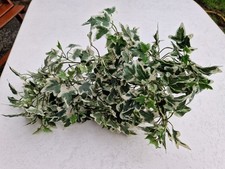 Kunstblume efeu künstliche gebraucht kaufen  Kremmen
