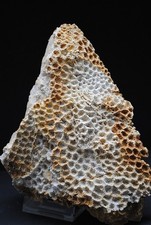 Fossilien korallen seeigel gebraucht kaufen  Heidenheim an der Brenz