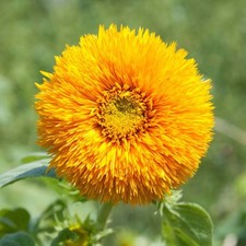 Girasole teddy bear usato  Trappeto