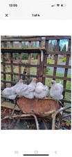 Lavender peking bantam for sale  NEWTOWN