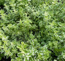 mint plant for sale  Scranton