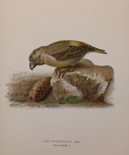 Loxia pytyopsittacus svenska usato  Varallo Pombia
