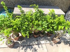 Buxus box sempervirens for sale  AMMANFORD
