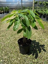 Money tree braided for sale  Fulton