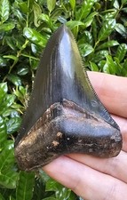 Georgia chubutensis shark for sale  Saint Augustine