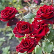 Rosa deep secret for sale Rosa deep secret for sale  NEWTOWNARDS