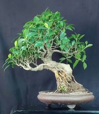 Bonsai ficus retusa usato  Cison di Valmarino