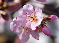 Sweet eating almond for sale  KING'S LYNN